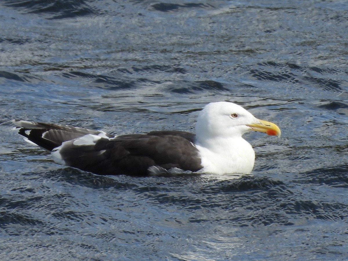 Great Black-backed Gull - ML641112448