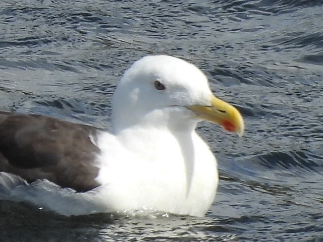 Great Black-backed Gull - ML641112454