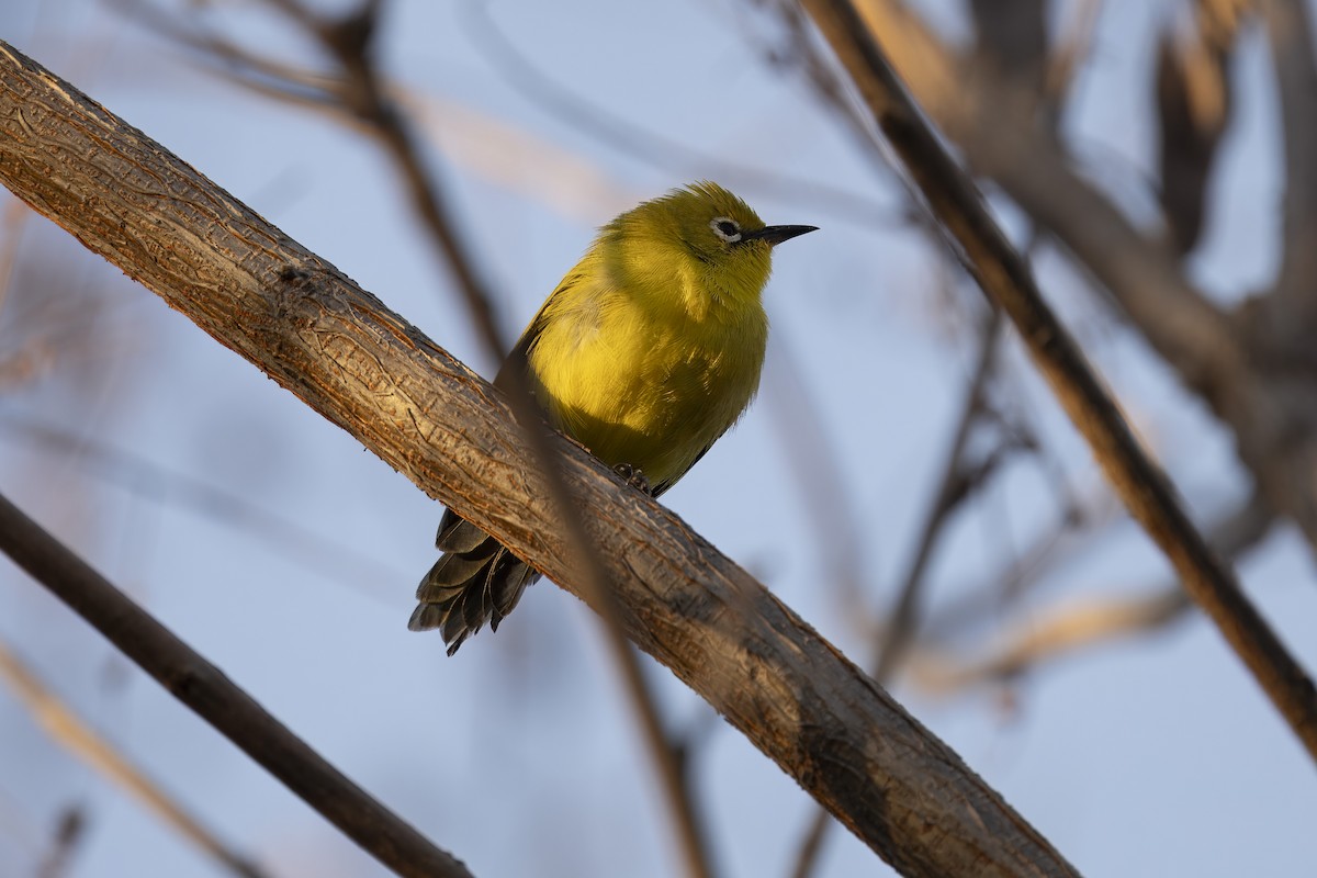 Südbrillenvogel - ML641112455