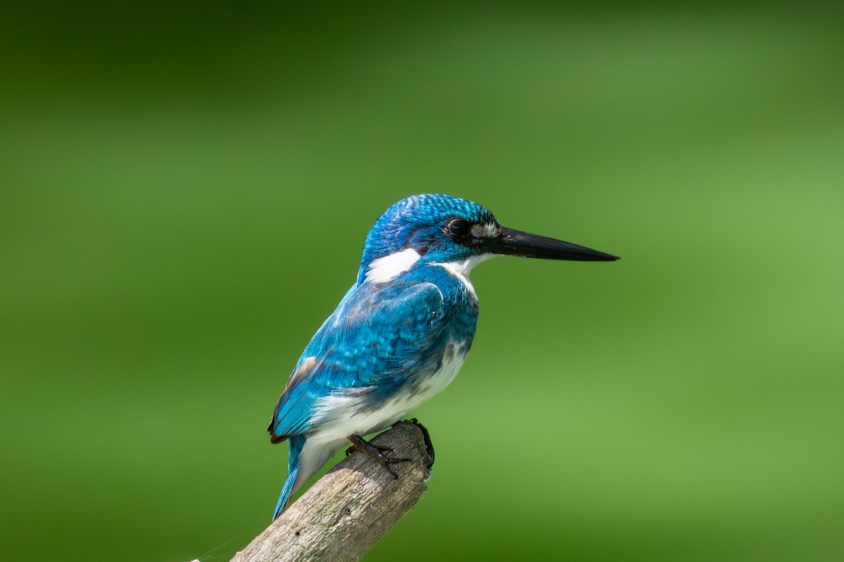 ledňáček blankytný - ML641112512