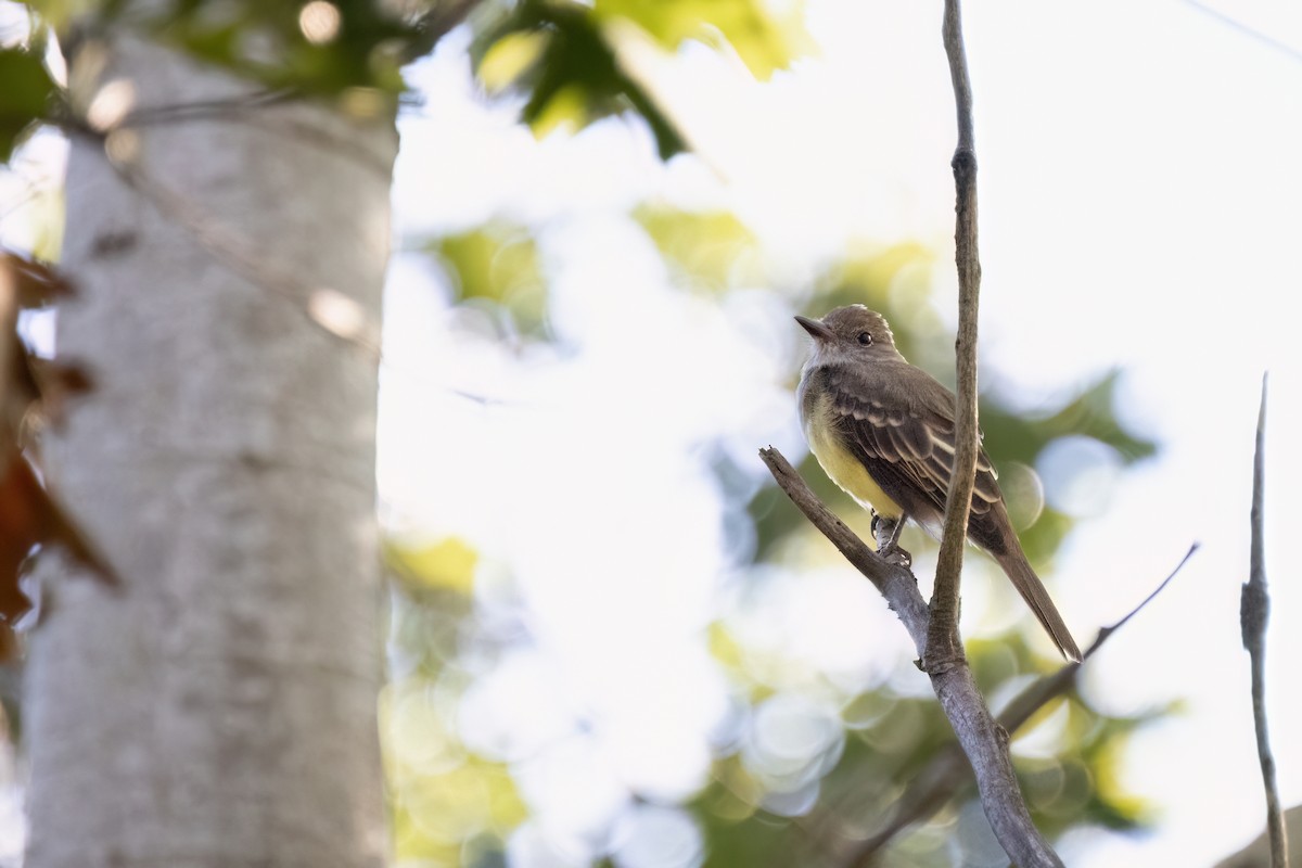 Great Crested Flycatcher - ML641112528