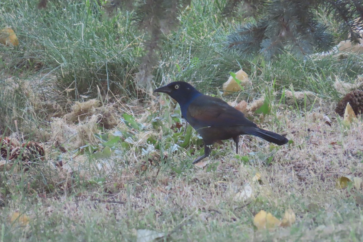 Common Grackle - ML641112565