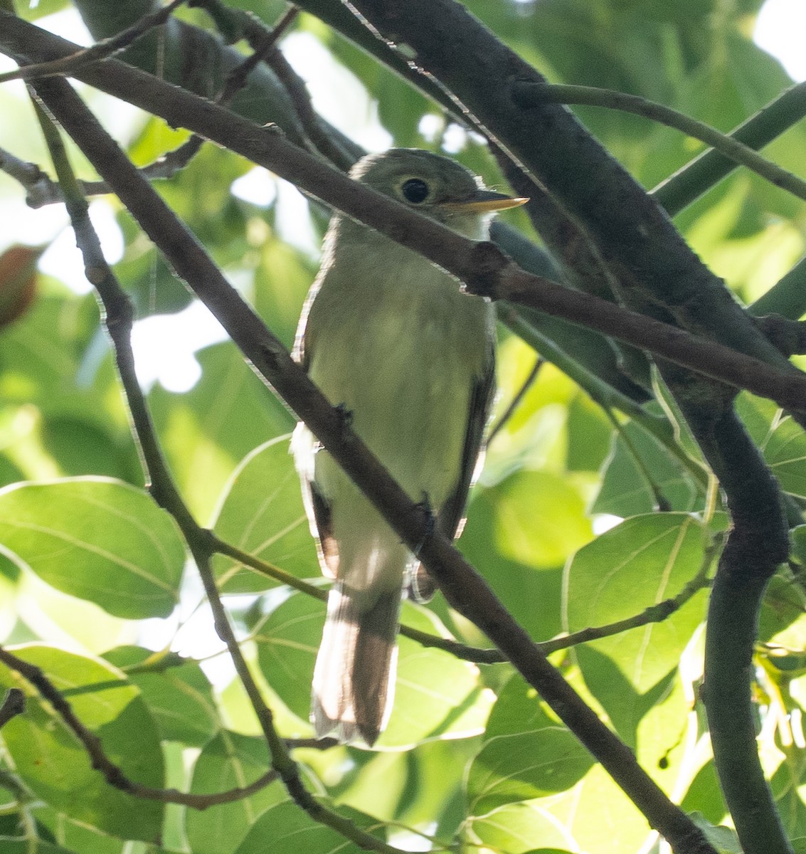 Acadian Flycatcher - ML641112577