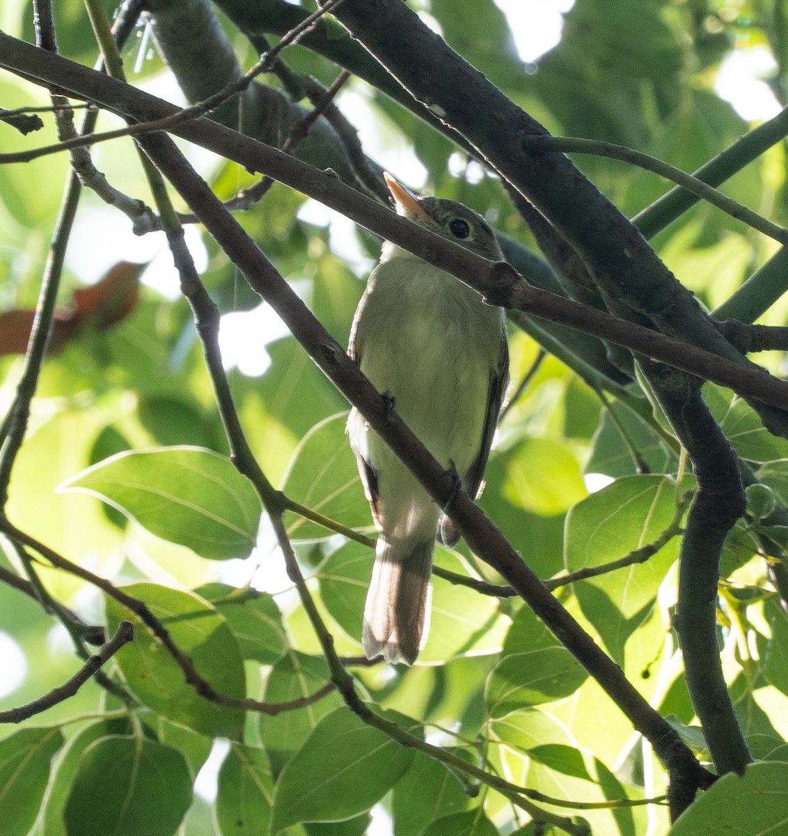 Acadian Flycatcher - ML641112578