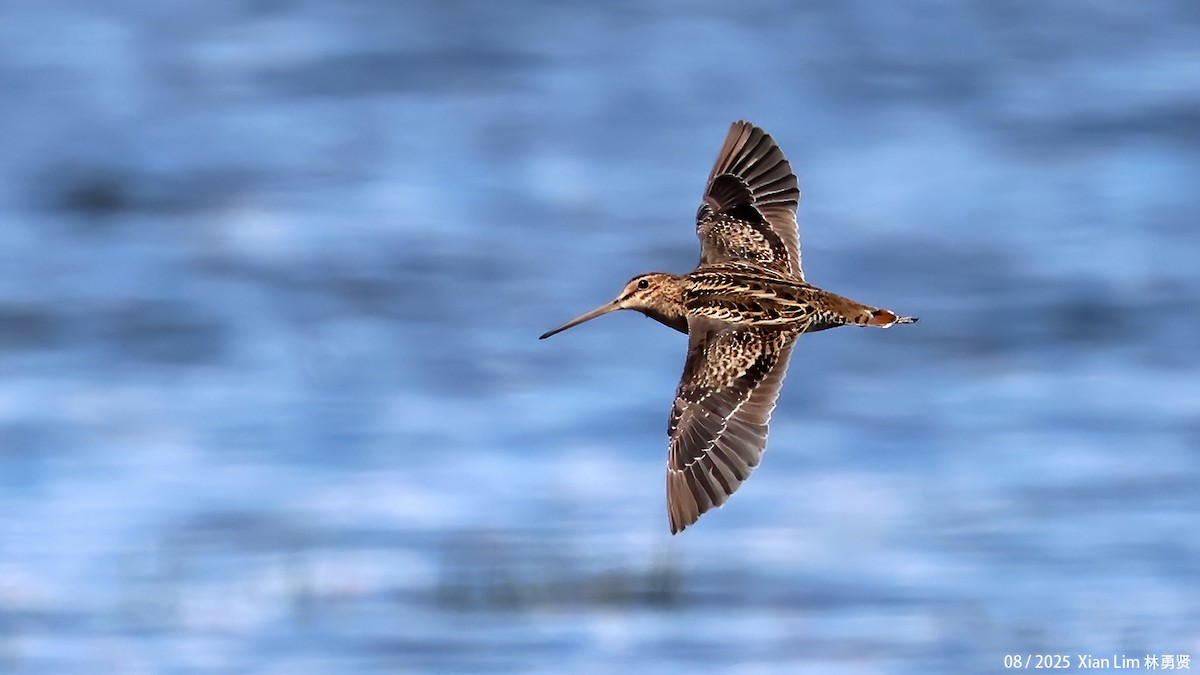 Pin-tailed Snipe - ML641112583