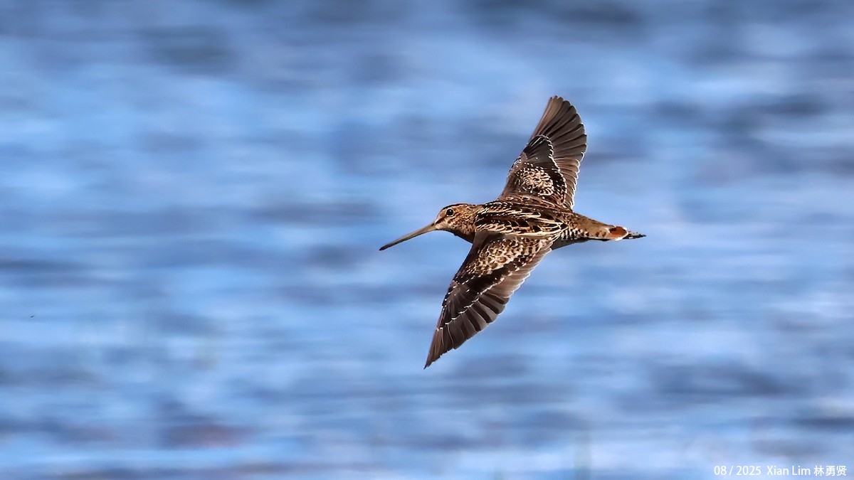 Pin-tailed Snipe - ML641112584