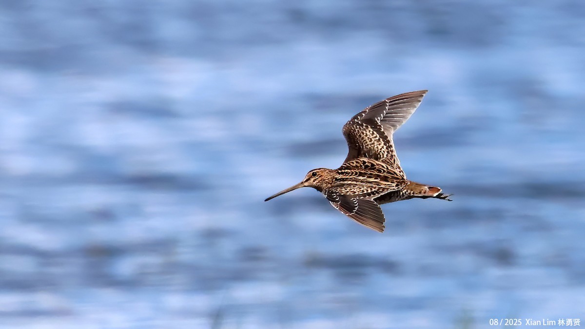 Pin-tailed Snipe - ML641112585