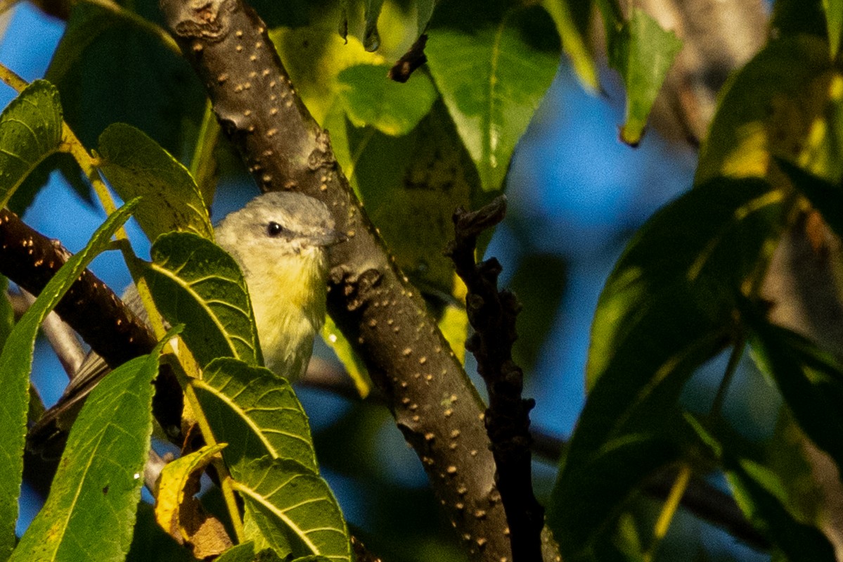Philadelphia Vireo - ML641112597