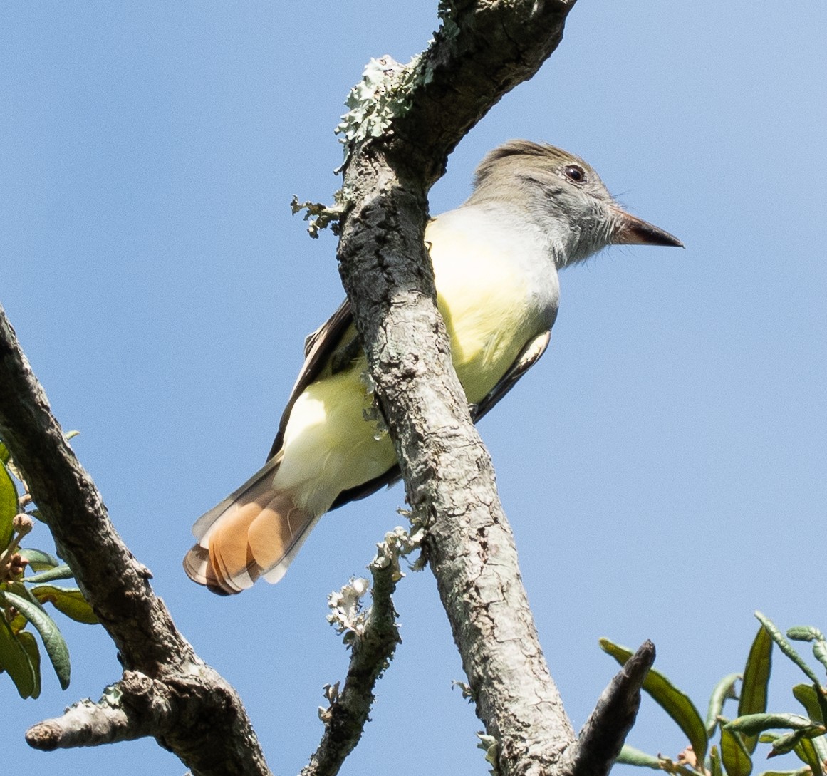 Great Crested Flycatcher - ML641112604