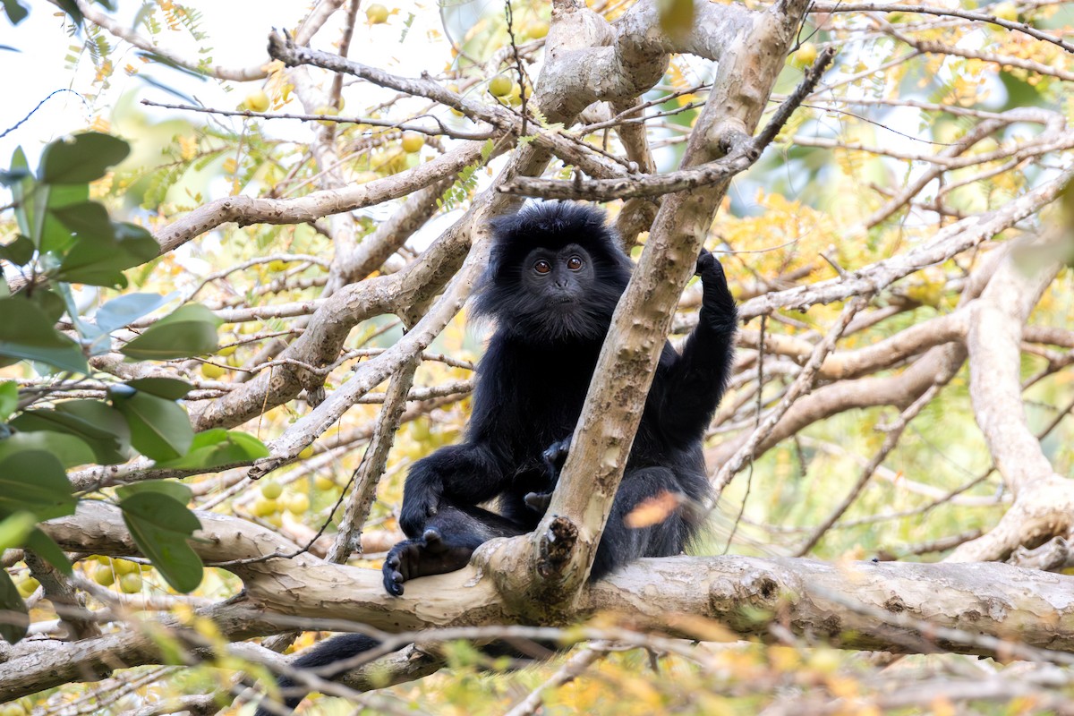 Javan Lutung - ML641112614