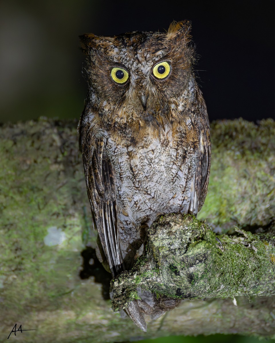 Luzon Scops-Owl - ML641112618