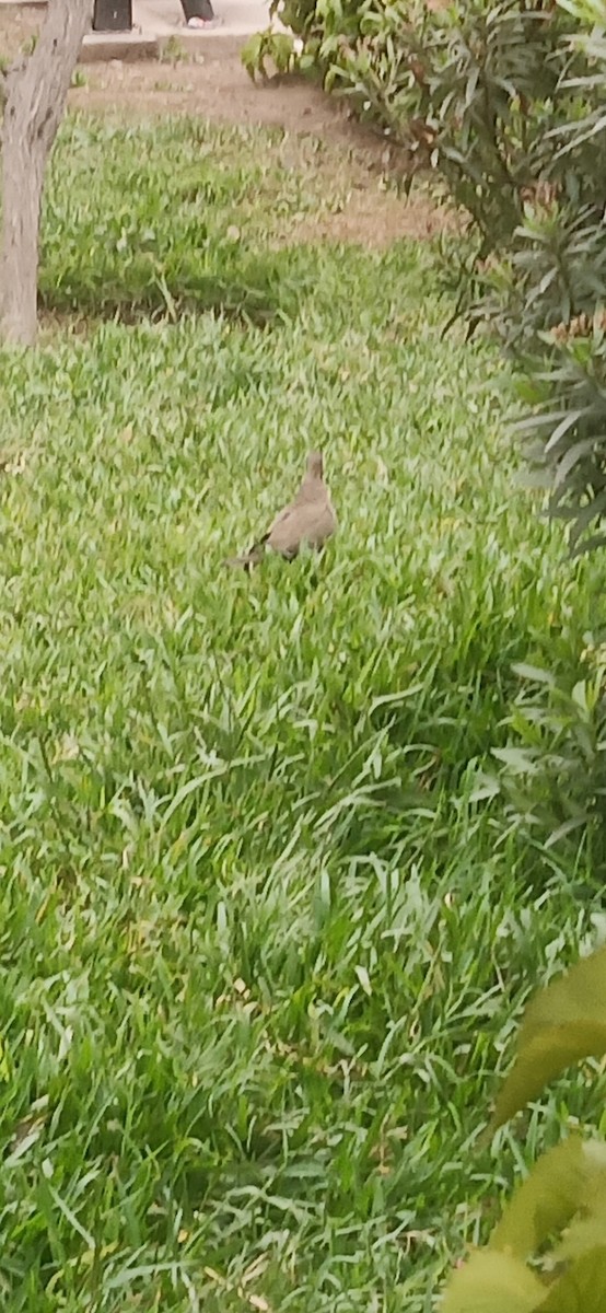 Peru Kumrusu - ML641112633
