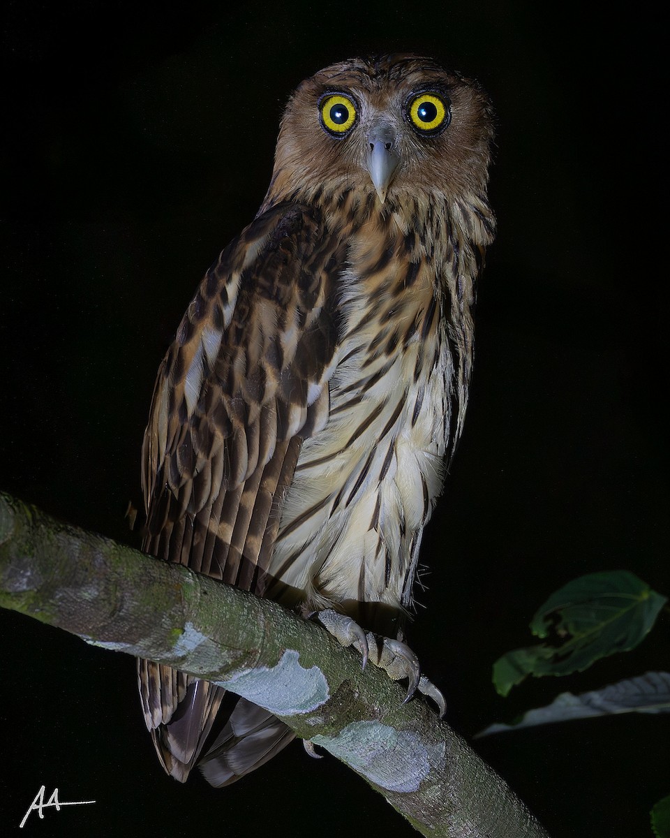 Philippine Eagle-Owl - ML641112645
