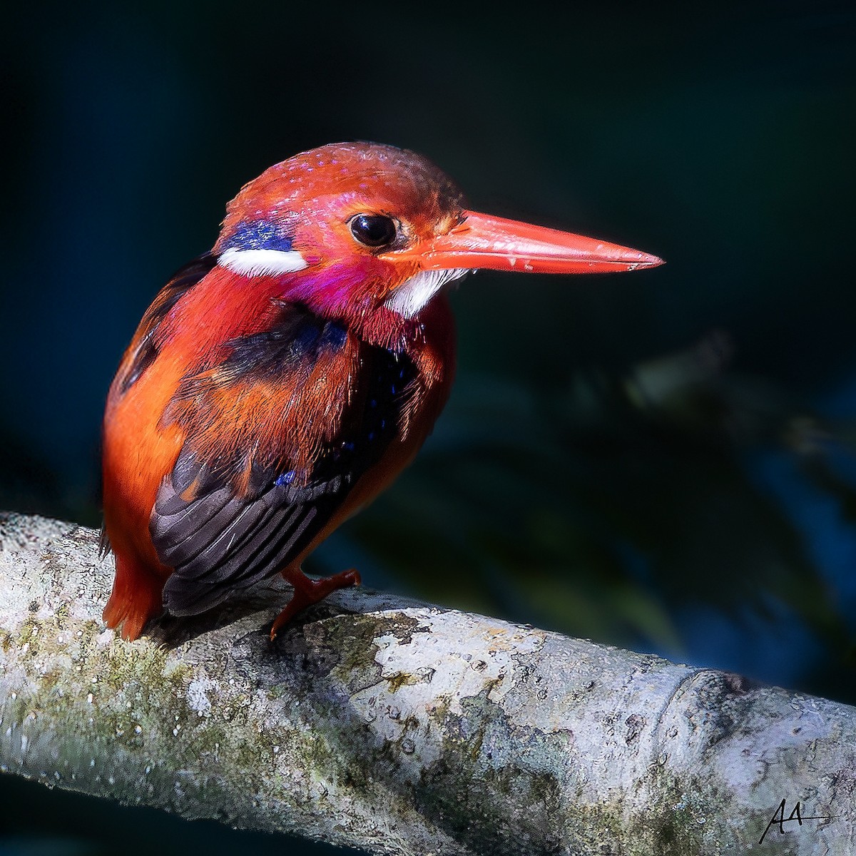 Philippine Dwarf-Kingfisher - ML641112688