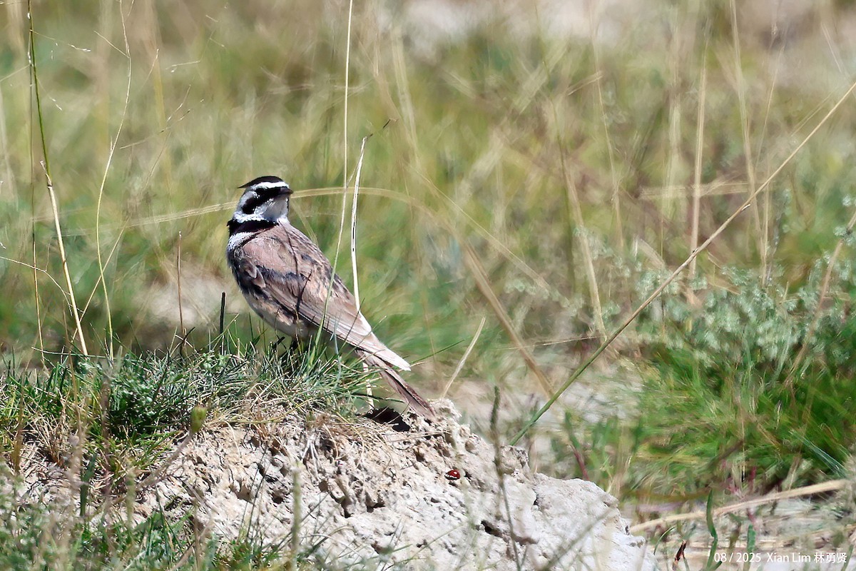 Horned Lark - ML641112710