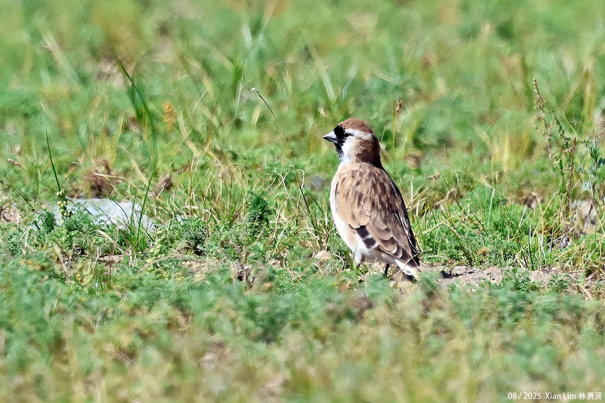 Pere David's Snowfinch - ML641112723