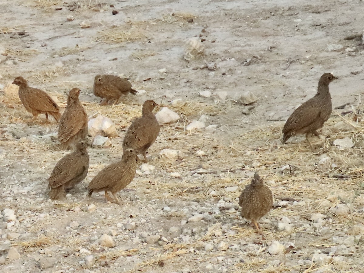 Red-billed Spurfowl - ML641112751