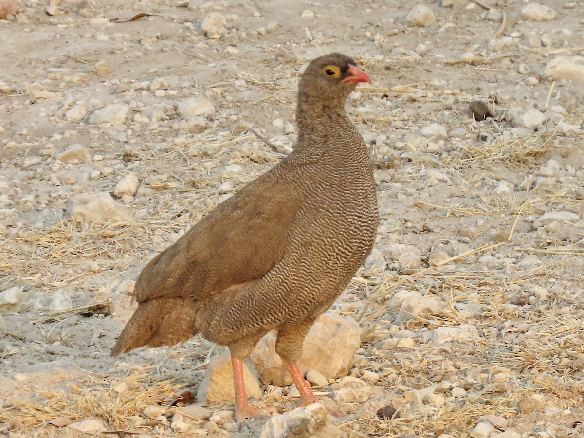 Red-billed Spurfowl - ML641112756