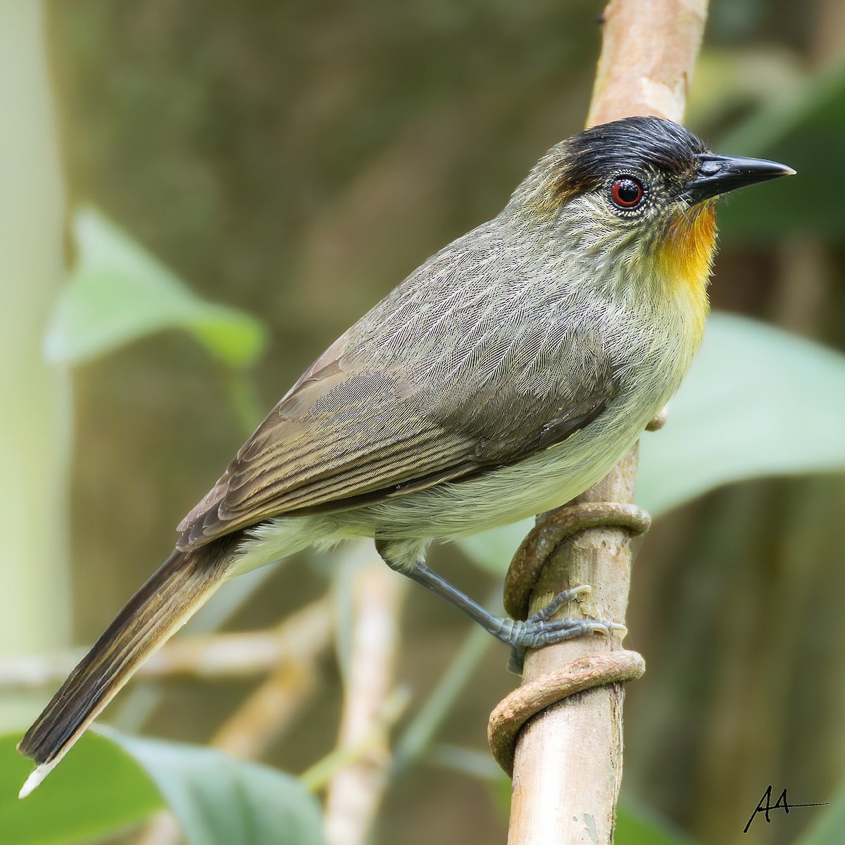 Calabarzon Babbler - ML641112758