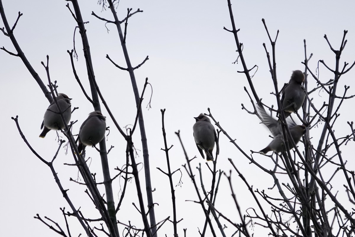 Bohemian Waxwing - ML641112765