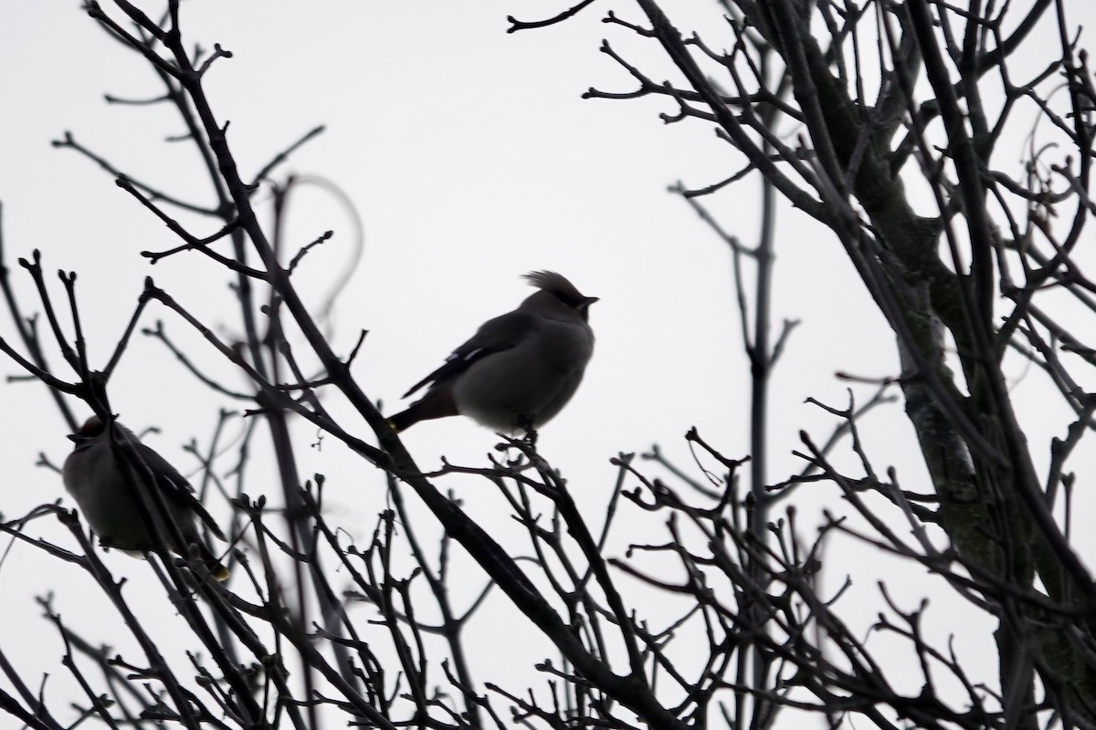 Bohemian Waxwing - ML641112768