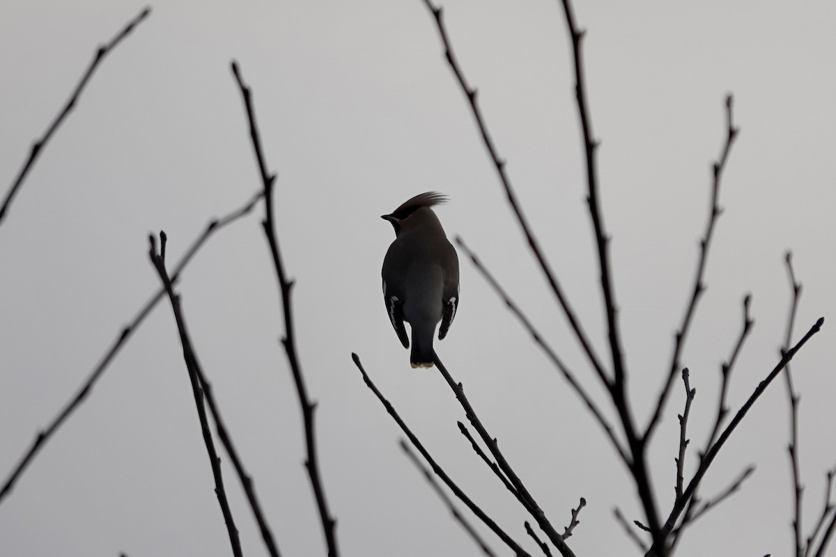 Bohemian Waxwing - ML641112775