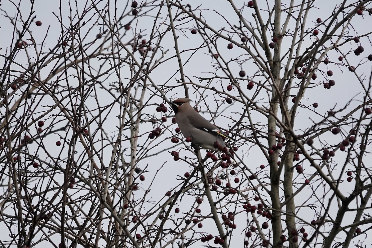 Bohemian Waxwing - ML641112781