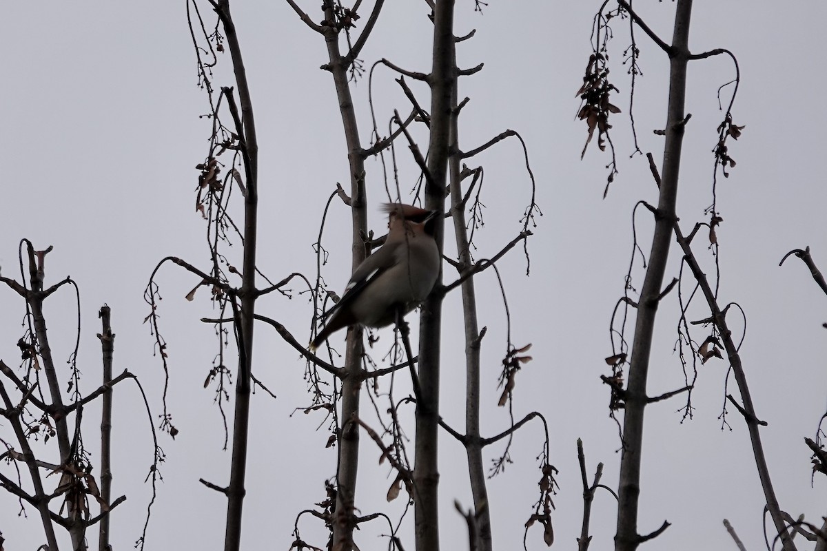 Bohemian Waxwing - ML641112782