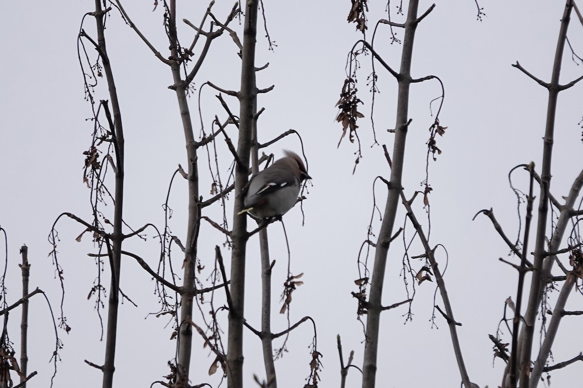 Bohemian Waxwing - ML641112792