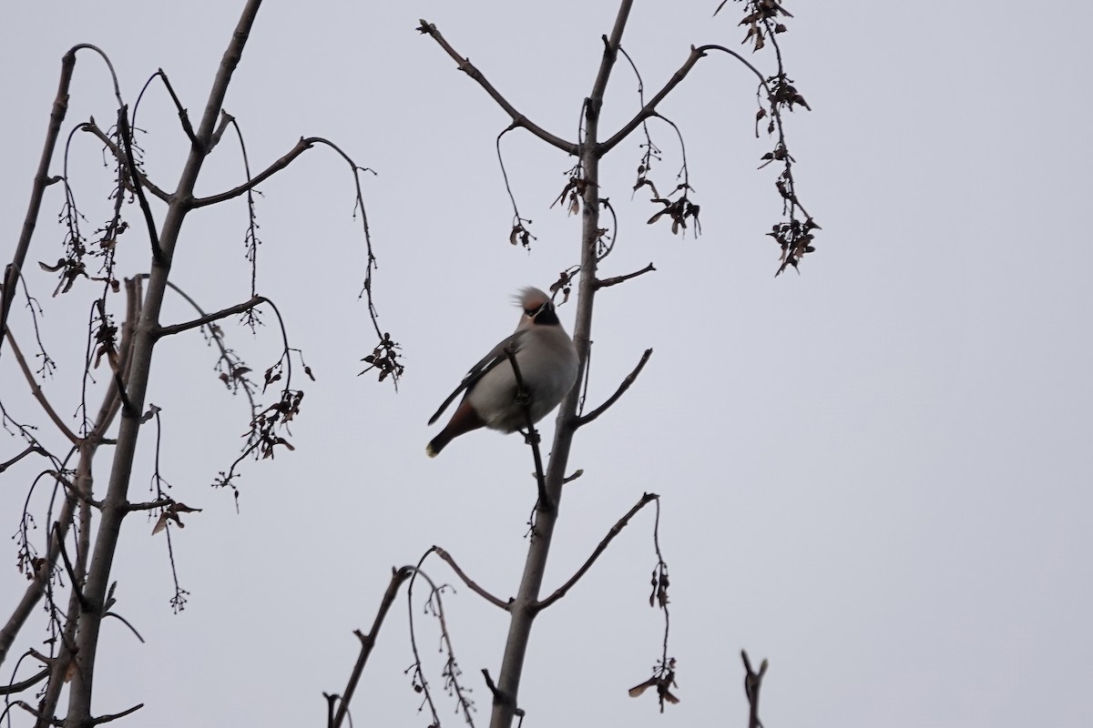 Bohemian Waxwing - ML641112800