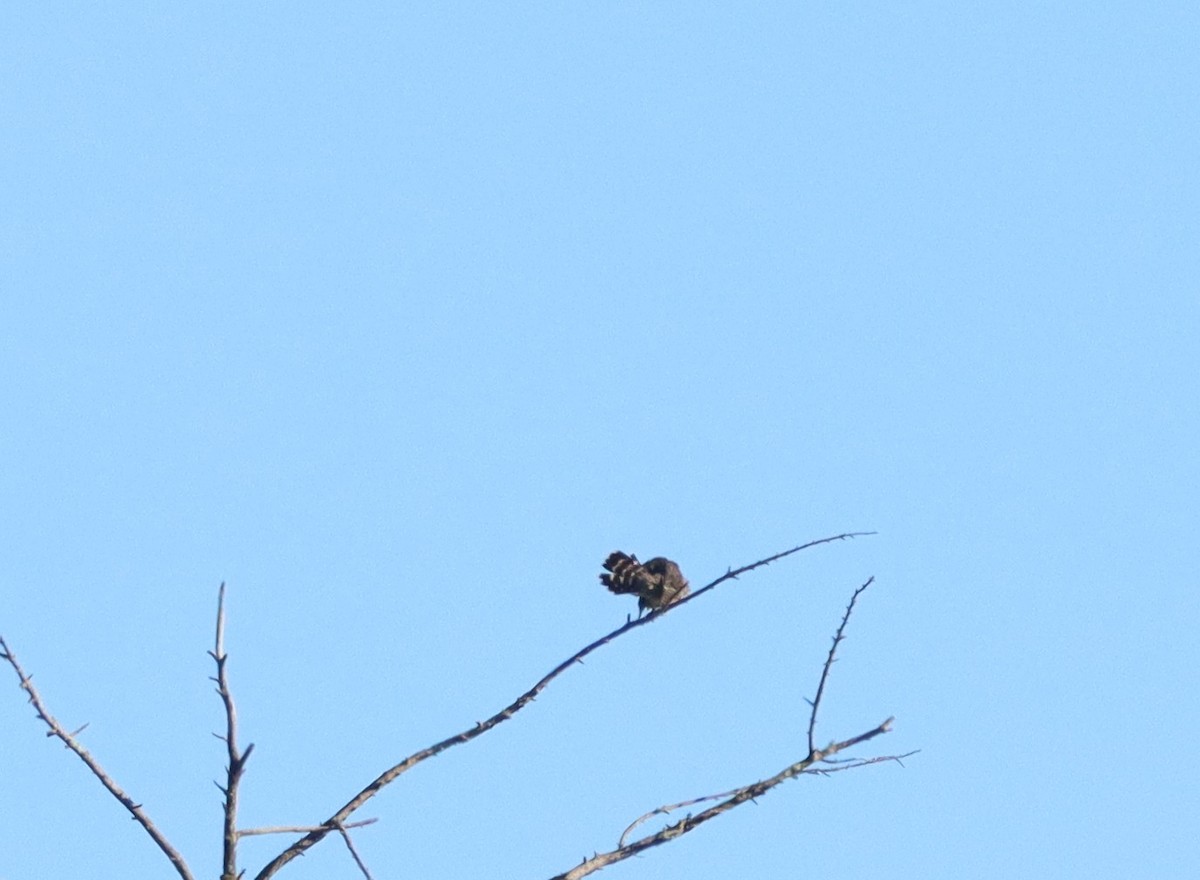 Merlin - ML641112811