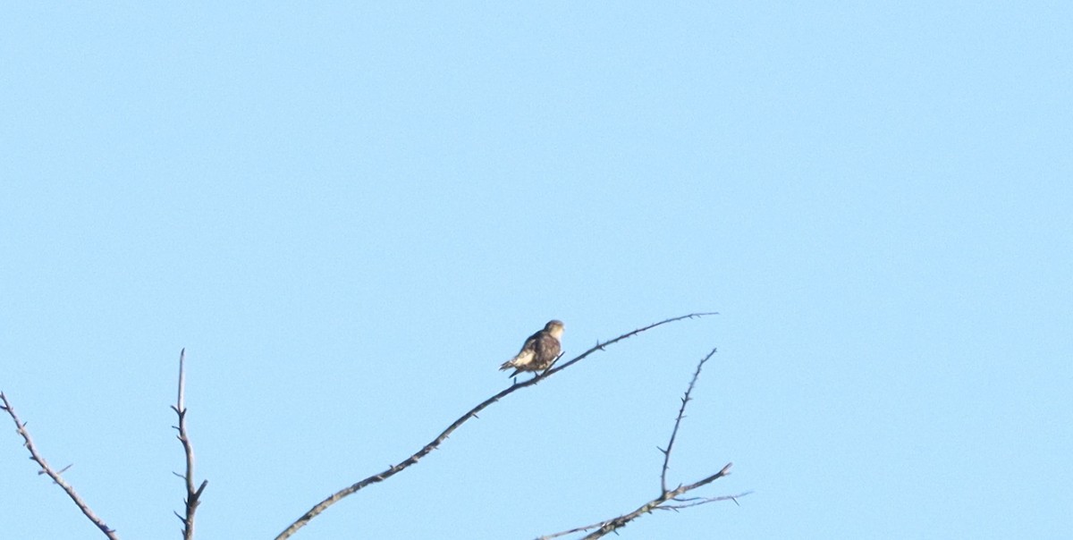Merlin - ML641112812