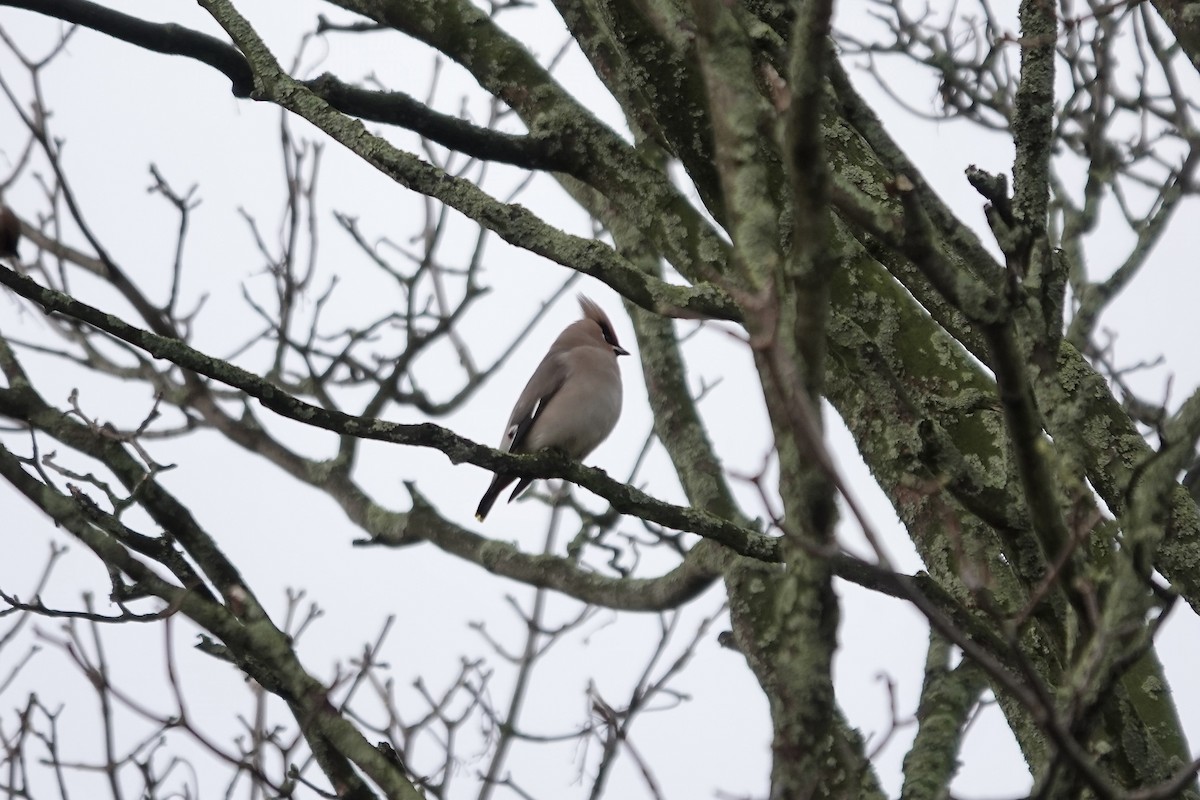 Bohemian Waxwing - ML641112813