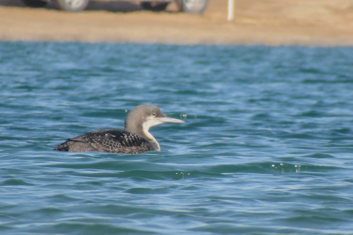 Pacific Loon - ML641112823