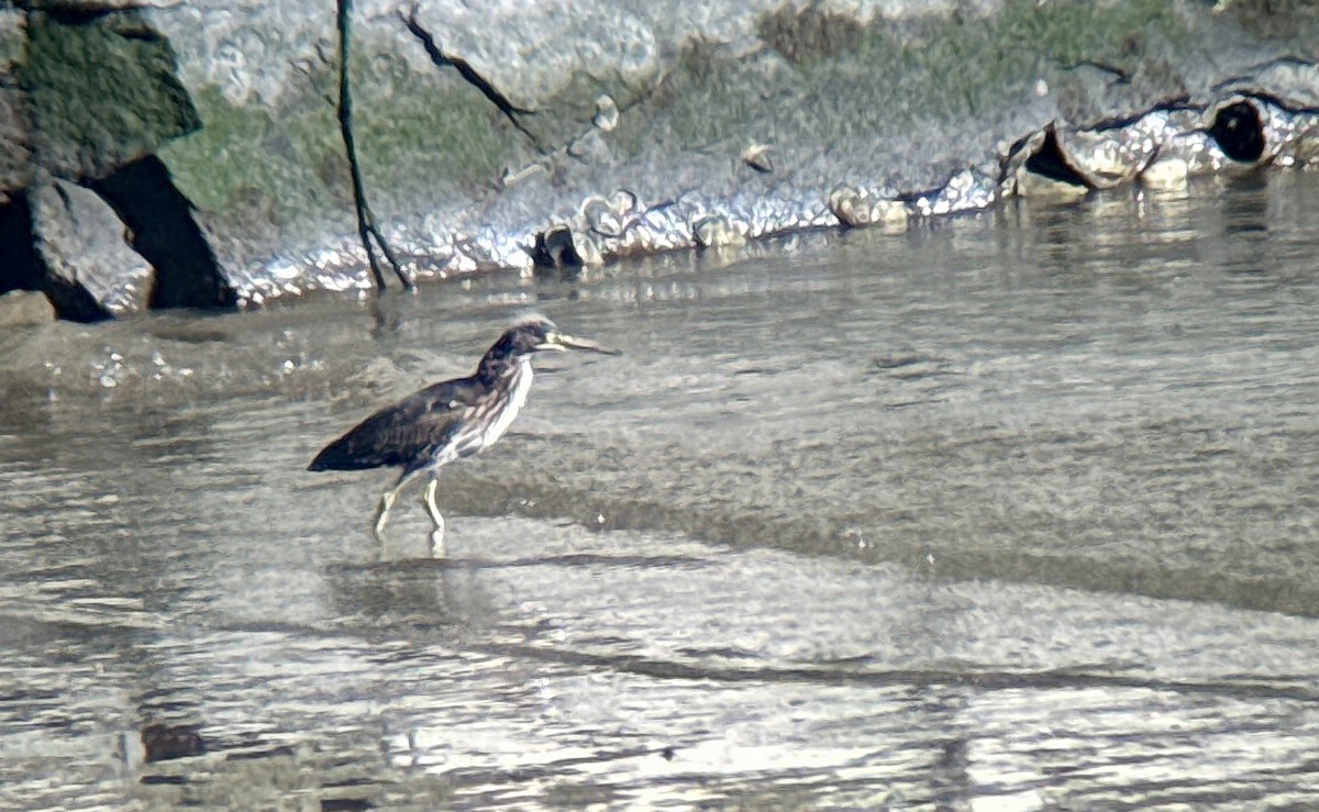 Green Heron - ML641112843