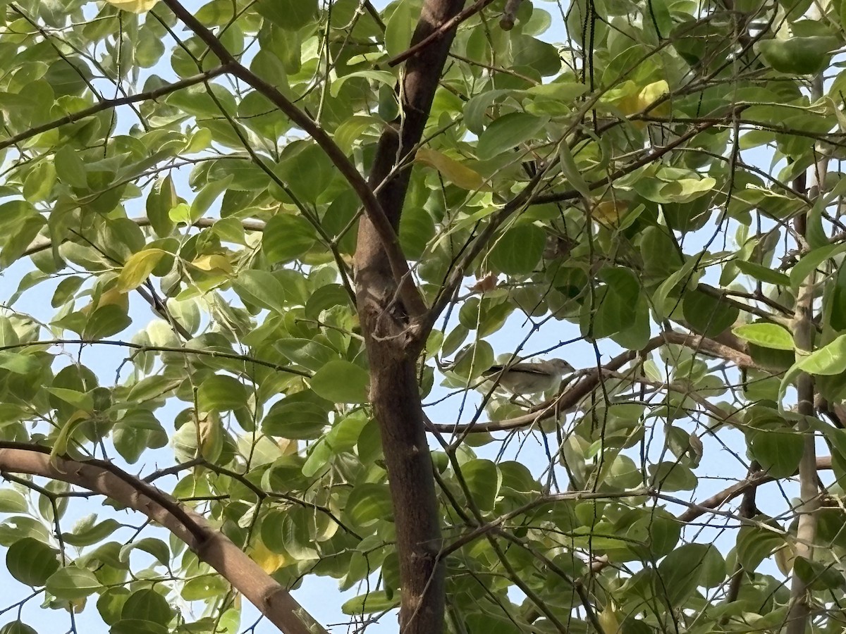 Eastern Olivaceous Warbler - ML641112883