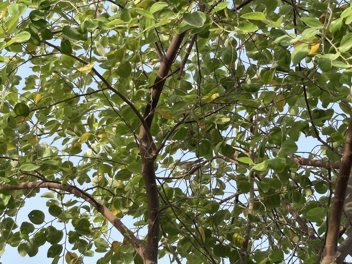 Eastern Olivaceous Warbler - ML641112884