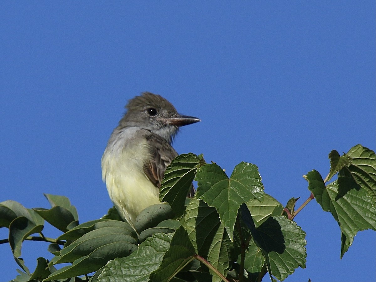 Great Crested Flycatcher - ML641112886