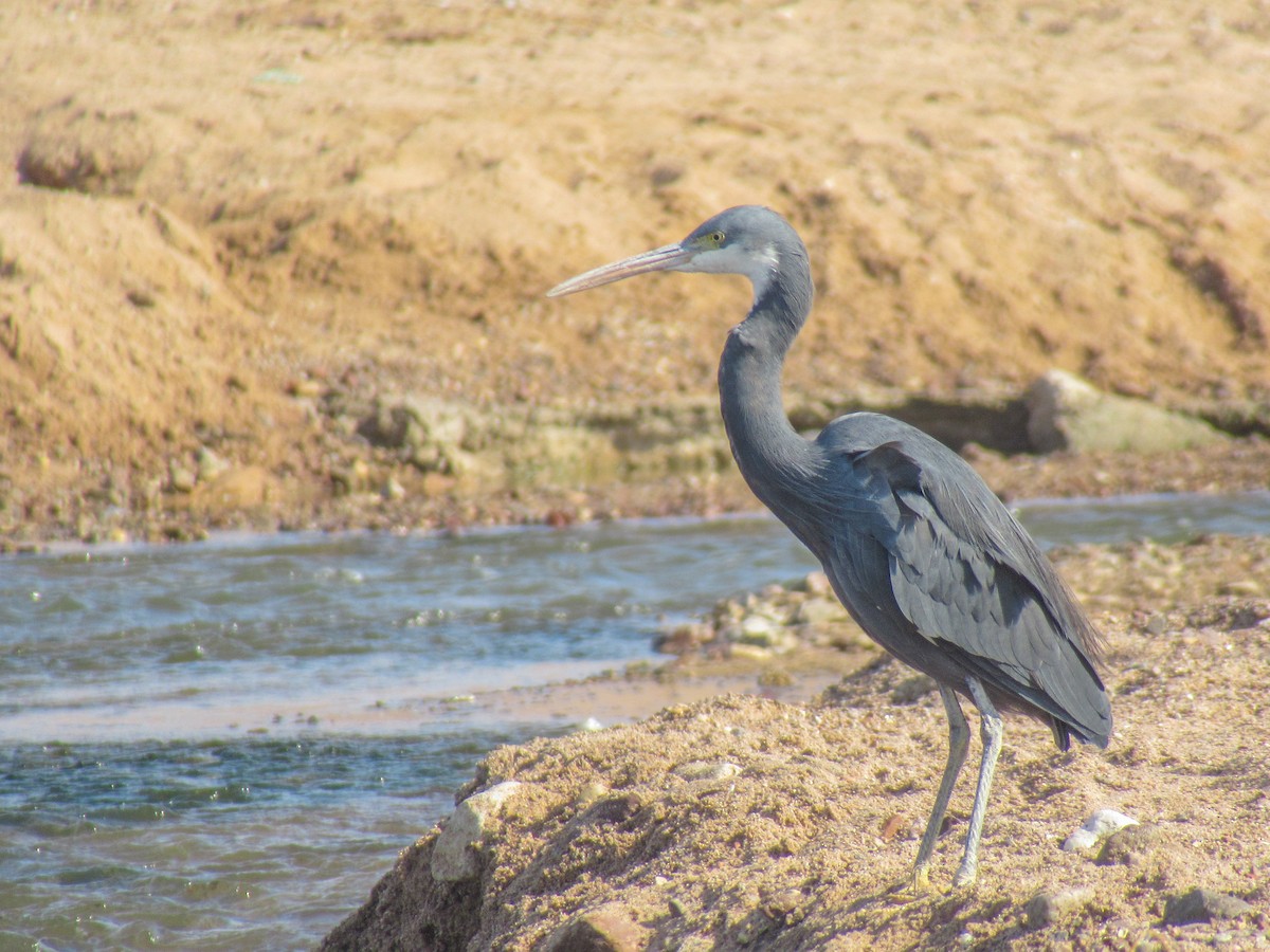 Western Reef-Heron - ML641112887