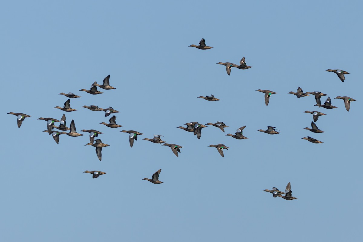Blue-winged Teal - ML641112928