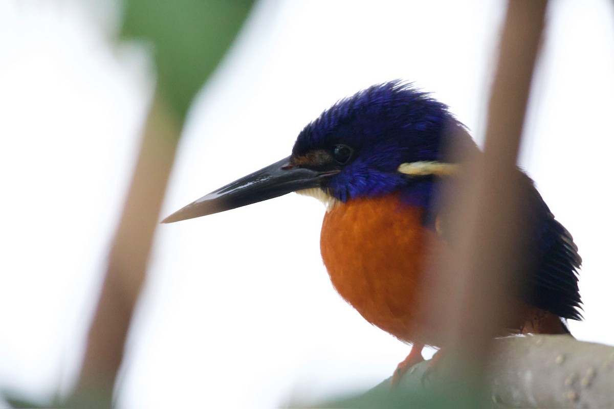 Shining-blue Kingfisher - ML641112974