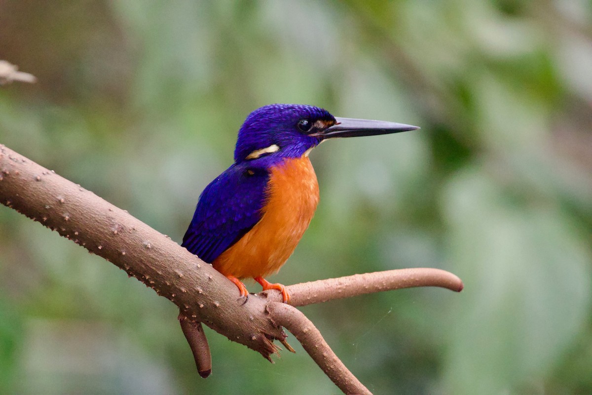 Shining-blue Kingfisher - ML641112975