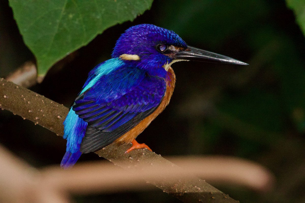 Shining-blue Kingfisher - ML641112976