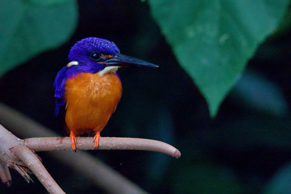 Shining-blue Kingfisher - ML641112977