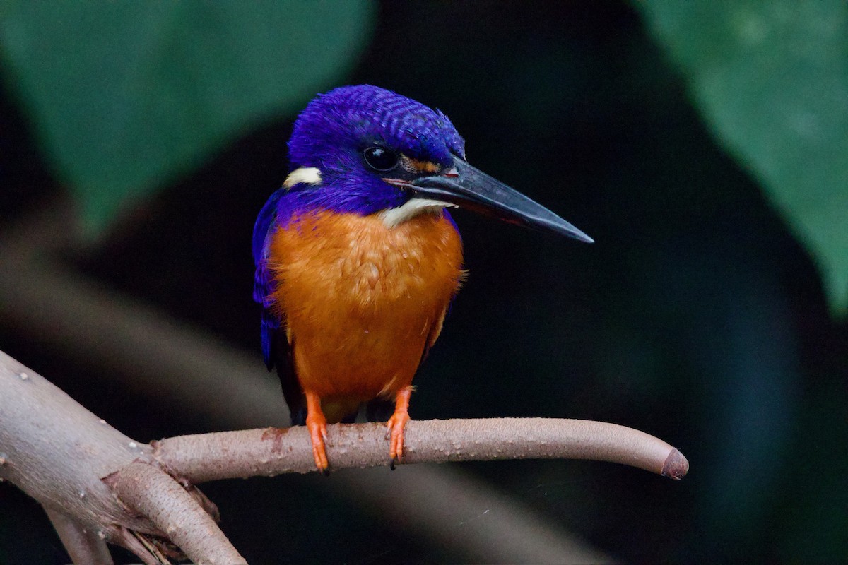 Shining-blue Kingfisher - ML641112978