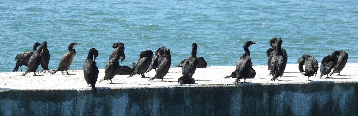 Double-crested Cormorant - ML641113020