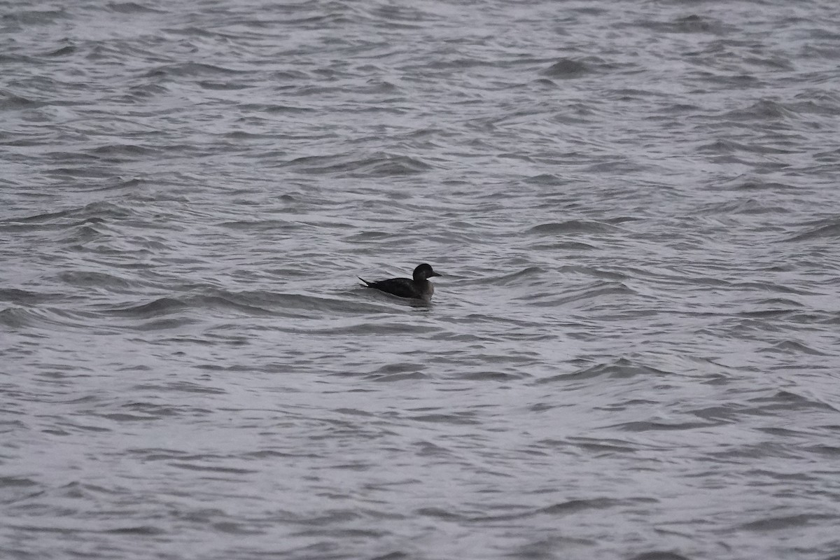 Common Scoter - ML641113031