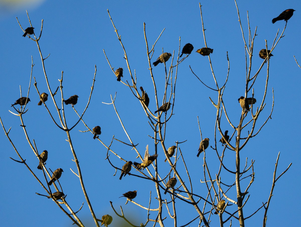 Red-winged Blackbird - ML641113044
