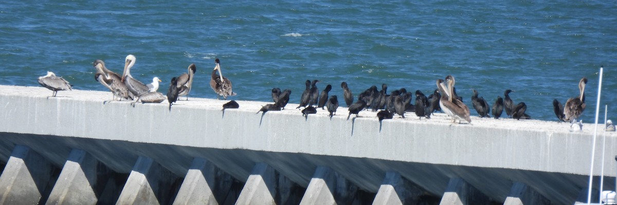 Double-crested Cormorant - ML641113046