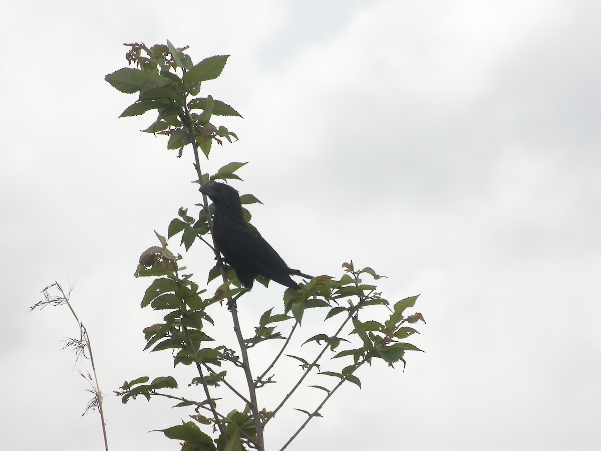 Smooth-billed Ani - ML641113050